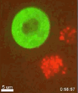 Nakon što je ćelija zaražena HIV-om (zeleno) ona napada ljudske ćelije (crveno) aktivno i precizno poput pucanja iz puške.