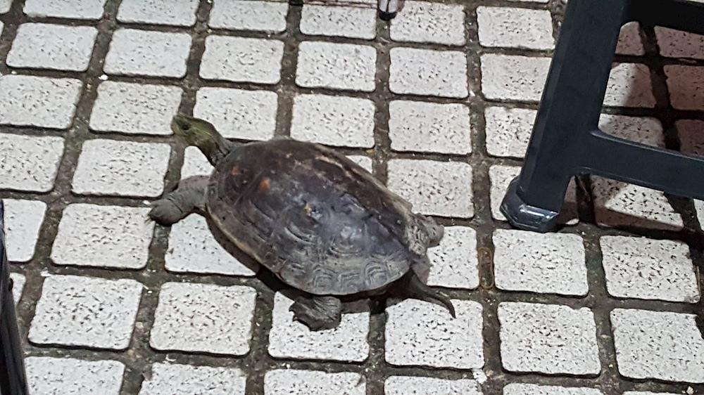  30. aprila u 23.00 pojavila se kornjača u šatoru postavljenom za formiranje karaktera na Trgu slobode