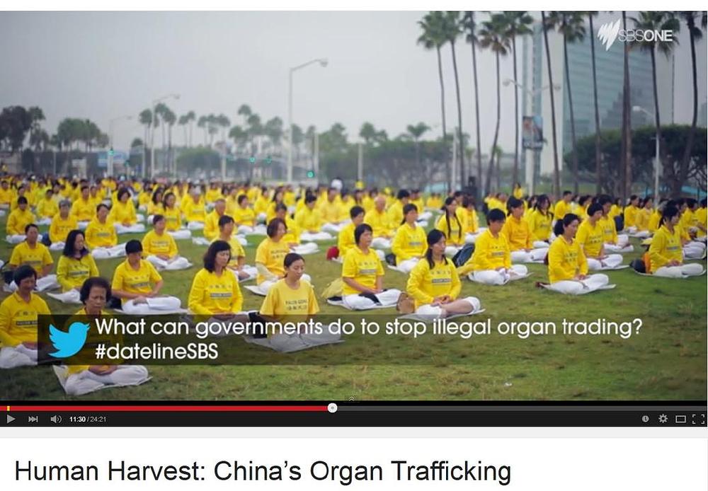 "Ljudska žetva: Šverc organima u Kini", reportaža prikazana na nacionalnoj televizijskoj mreži u Australiji, postavlja pitanje; „Šta vlade mogu učiniti da zaustave šverc ljudskim organima?“