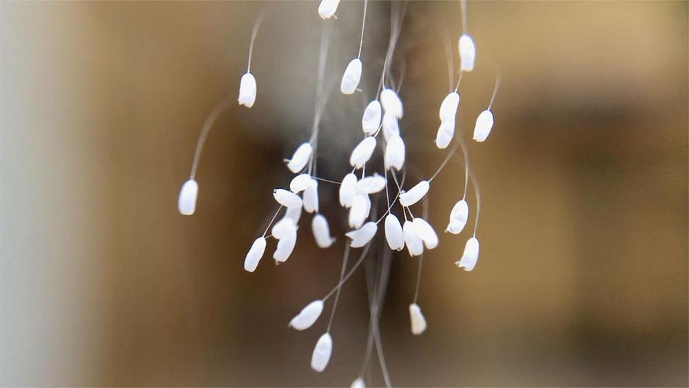 Udumbara cvjetovi primijećeni zadnjih nekoliko godina. 